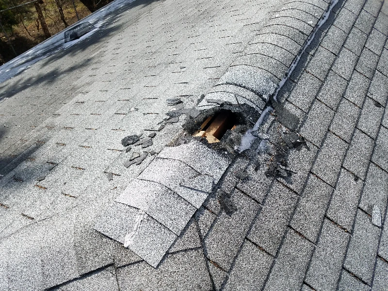 Animal Damage Roof Repair in New Jersey | Effective Roof Experts